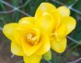 새해의 첫 꽃 프리지아…신품종 선보여…