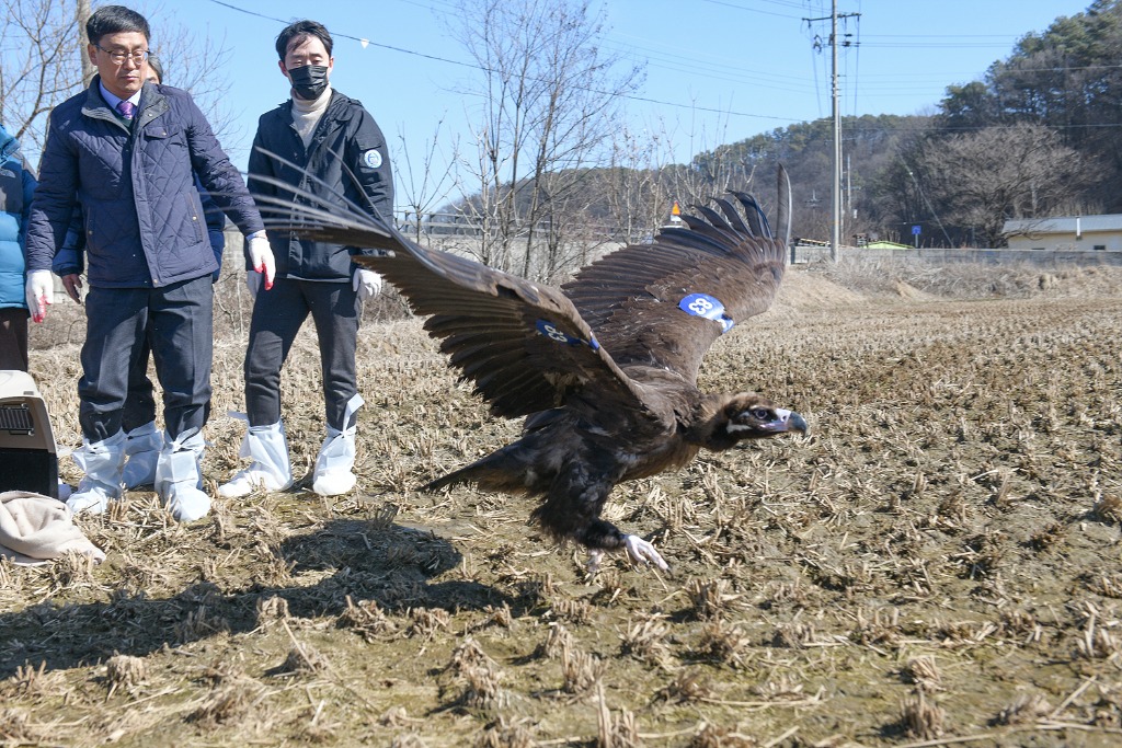 독수리방생(동물위생방역과)_3.jpg