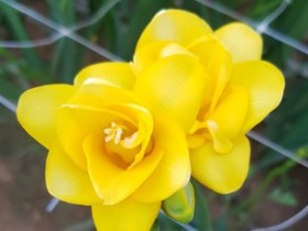 새해의 첫 꽃 프리지아…신품종 선보여