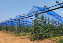 예산군농업기술센터, 노지과원 햇빛차단망 시범사업 활용 효과 ‘우수’