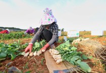 태안군, ‘아삭아삭’ 황토 총각무 본격 출하