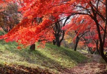 금강수목원, 절정의 가을빛 만끽하세요