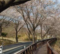 “덕산도립공원 벚꽃길로 나들이 오세요”