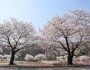 아산시, 벚꽃여행 오세요…‘아트밸리 아산 제2회 아산온천 벚꽃축제’ 개최…